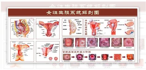 女人的阴|女性生殖系统